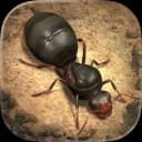 The Ants